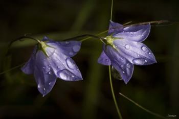 Drops Of Rain On Purple Wildflowers | Obraz na stenu