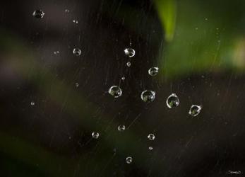 Dew Drops On Web | Obraz na stenu