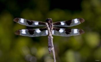 Dragonfly With Brown And White Speckle | Obraz na stenu
