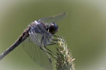 Dragonfly Landing On Flower | Obraz na stenu