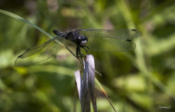 Dragonfly Perched On Blade | Obraz na stenu