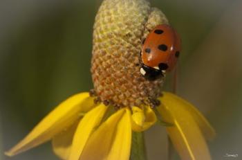 Ladybug On Yellow Flower | Obraz na stenu
