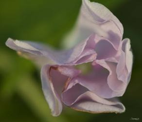 Pink Flower Petals | Obraz na stenu