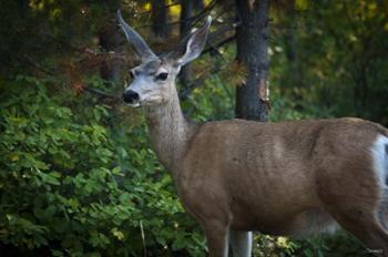 Wildlife In Teton | Obraz na stenu