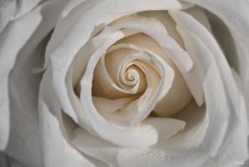 White Rose Petals Closeup | Obraz na stenu