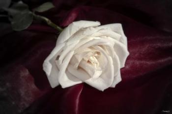 White Rose On Wine Closeup | Obraz na stenu