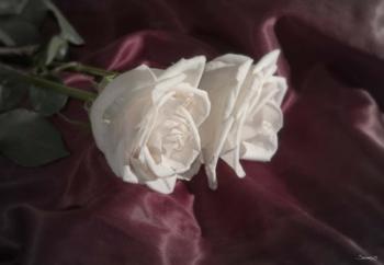 White Rose Duo | Obraz na stenu