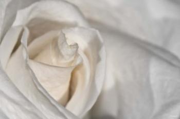 White Rose Closeup | Obraz na stenu