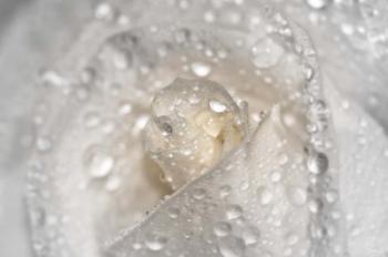White Rose Closeup With Dew I | Obraz na stenu