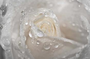White Rose Closeup With Dew II | Obraz na stenu