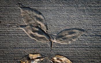 Cement Autumn 1335 | Obraz na stenu