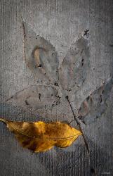 Cement Autumn 1295 | Obraz na stenu