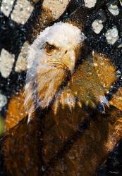 American Bald Eagle I | Obraz na stenu