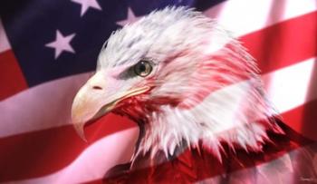 American Bald Eagle II | Obraz na stenu