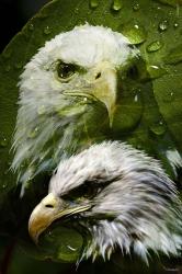 American Bald Eagle III | Obraz na stenu