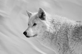 White Wolf BW | Obraz na stenu
