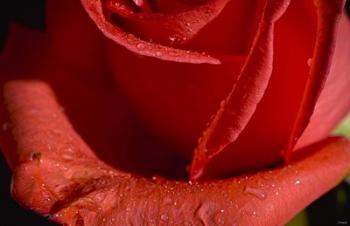 The Rose Red I | Obraz na stenu