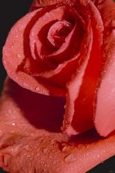 The Rose Red II | Obraz na stenu