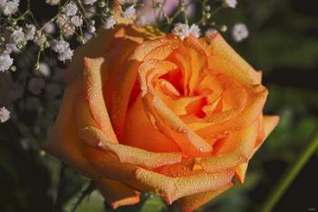 The Rose Orange | Obraz na stenu