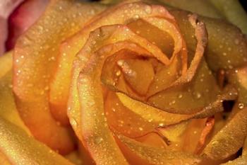 The Rose Orange Closeup | Obraz na stenu