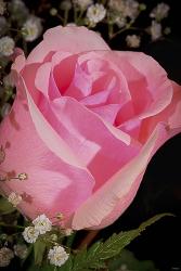 The Rose Pink Closeup | Obraz na stenu