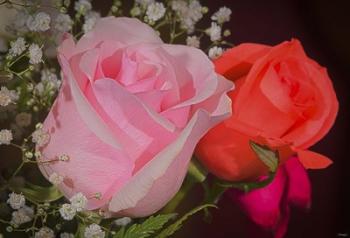 The Roses Pink And Red | Obraz na stenu