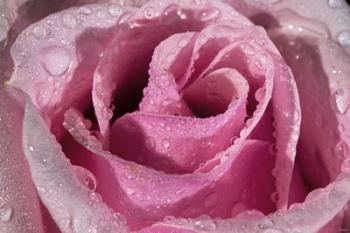 The Rose Pink And Raindrops | Obraz na stenu