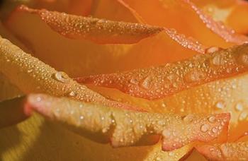 The Rose Orange Petals And Raindrops | Obraz na stenu
