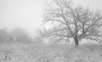 Buffalo River Snow Field | Obraz na stenu