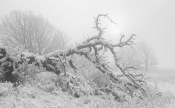 Buffalo Fallen Tree In Snow | Obraz na stenu