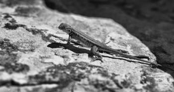 Canyon Land Lizard | Obraz na stenu