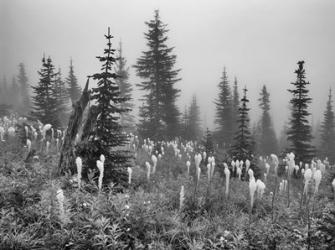 Field With Trees And Greenery | Obraz na stenu