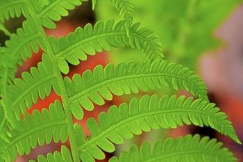 Fern Leaf Closeup | Obraz na stenu