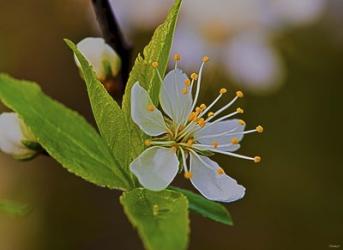 White Flower Bloom And Buds | Obraz na stenu