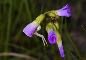 Purple Flower Open Buds | Obraz na stenu