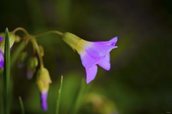 Purple Flower And Buds | Obraz na stenu