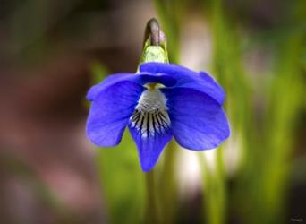 Blue Hanging Flower And Petals | Obraz na stenu