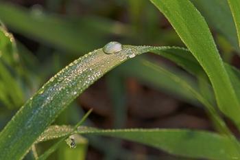 Raindrops On Leaf Blades | Obraz na stenu