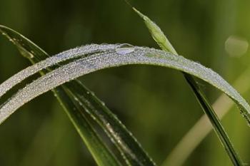 Raindrops On Leaf Blade | Obraz na stenu