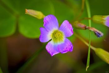 Bloomed Wild Purple Flower | Obraz na stenu