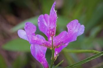 Bloomed Magenta Flower And Dew | Obraz na stenu