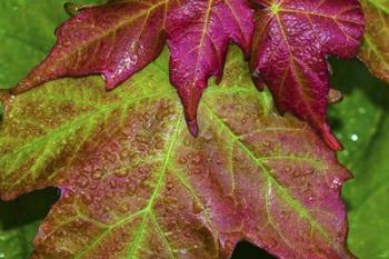 Fall Leaves After Rain | Obraz na stenu