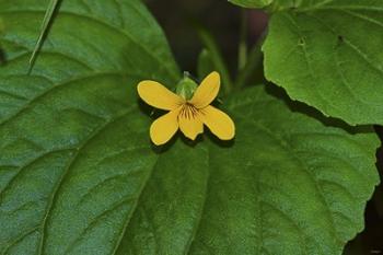 Yellow Flower On Large Leaf | Obraz na stenu