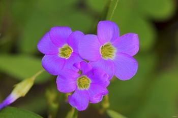 Purple Wildflower Trio | Obraz na stenu