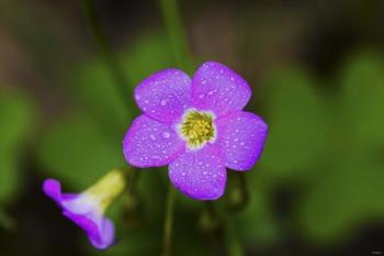 Purple Wildflower And Bloom | Obraz na stenu