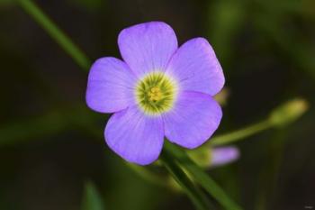 Purple Flower And Green Center | Obraz na stenu