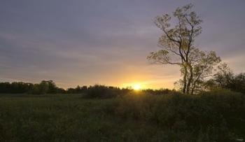 Green Field And Tree At Sunset | Obraz na stenu