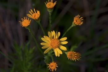 Yellow And Orange Wildflowers | Obraz na stenu