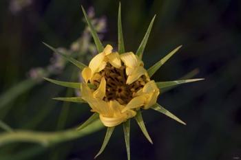 Yellow Flower With Spiked Leaves | Obraz na stenu