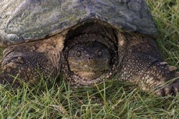 Tortoise In Grass Closeup | Obraz na stenu